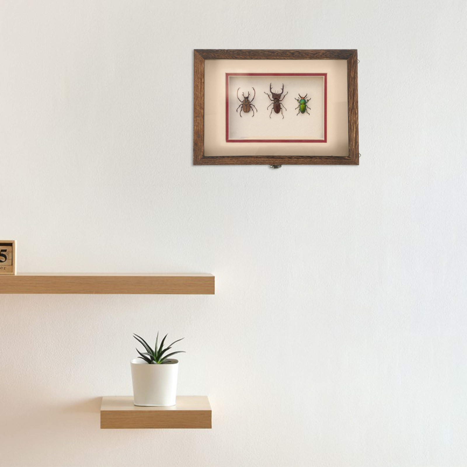 1 Set Retro-Holz-Insektenvitri – Frame Display Wood Bewertung und Preis